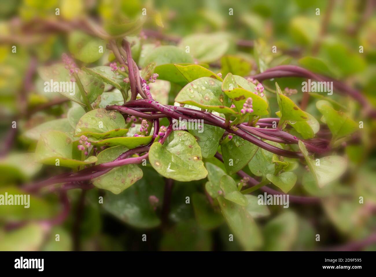 MALABAR Rouge épinard, légume Banque D'Images