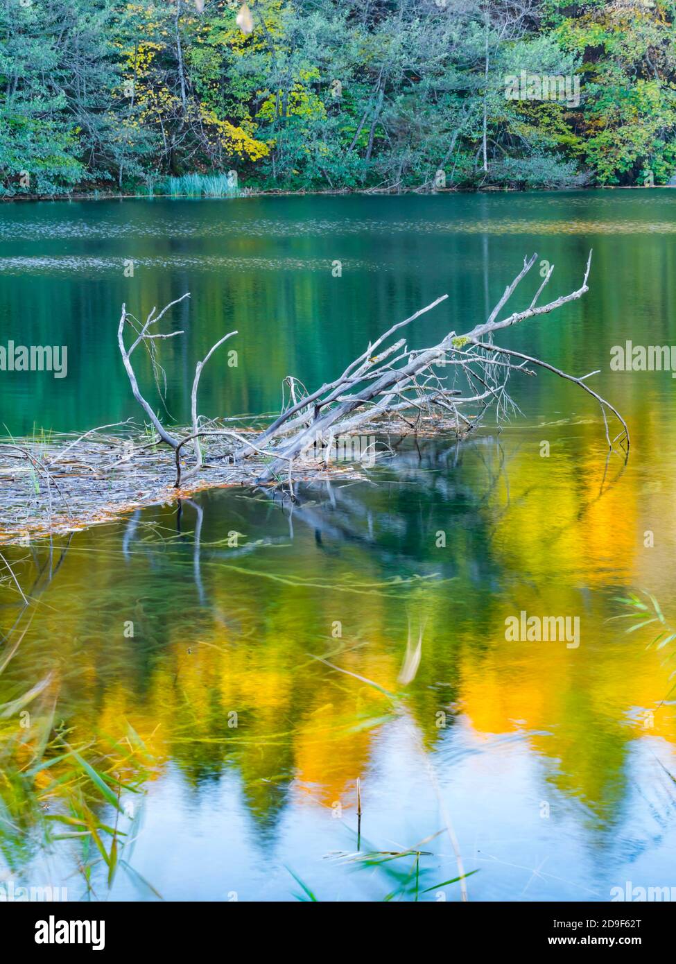 Branches séchées dépassant de surface Parc national lacs de Plitvice, Croatie Banque D'Images