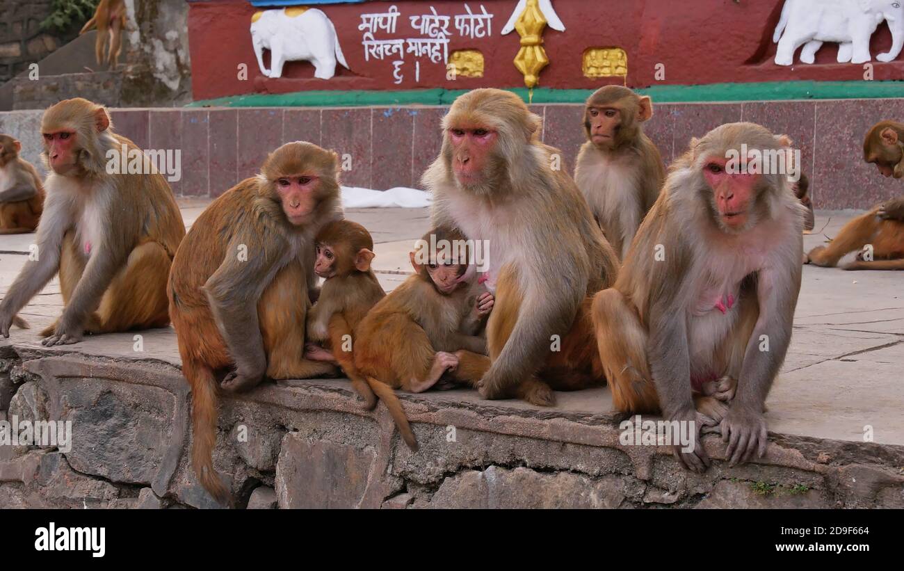 Groupe de singes saints avec deux petits bébés au fond du temple bouddhiste complexe Swayambhunath, Katmandou, Népal. Banque D'Images