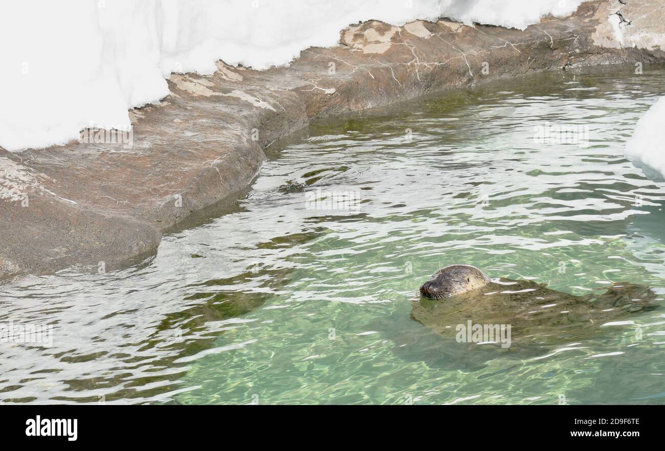 ​​lion de mer ou de phoque trempant sur l'eau dans la neige Banque D'Images