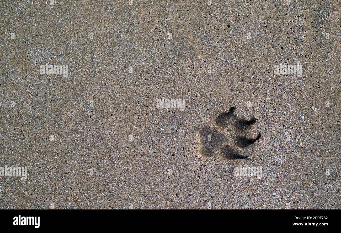 Empreinte de patte de chien sur une plage de sable. L'idée de ​​walking animaux domestiques. La texture du sable humide. Imprime dans le sable. Copier l'espace pour le texte. Banque D'Images