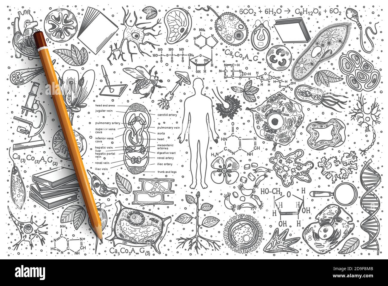 Ensemble de caniche à dessin de biologie Illustration de Vecteur