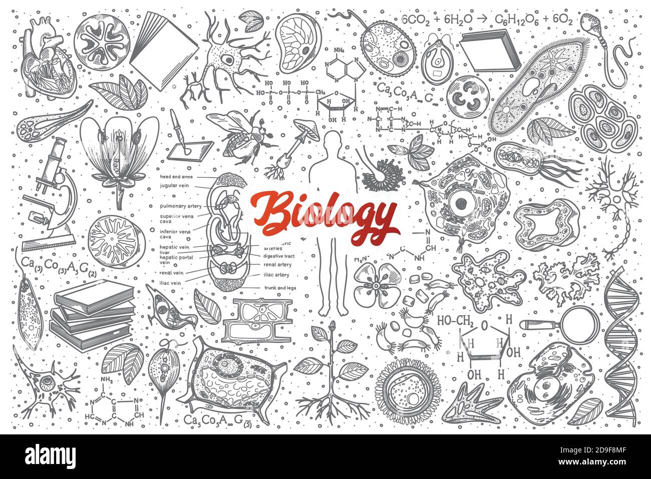 Ensemble de caniche Biologie dessinées à la main avec inscriptions Illustration de Vecteur