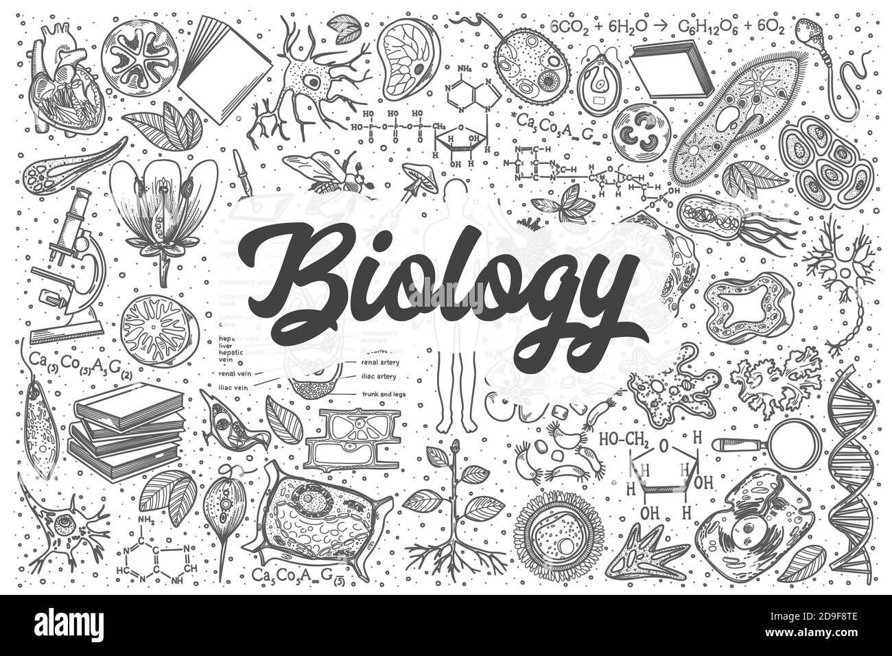 Jeu de caniche à dessin de biologie. Illustration de Vecteur