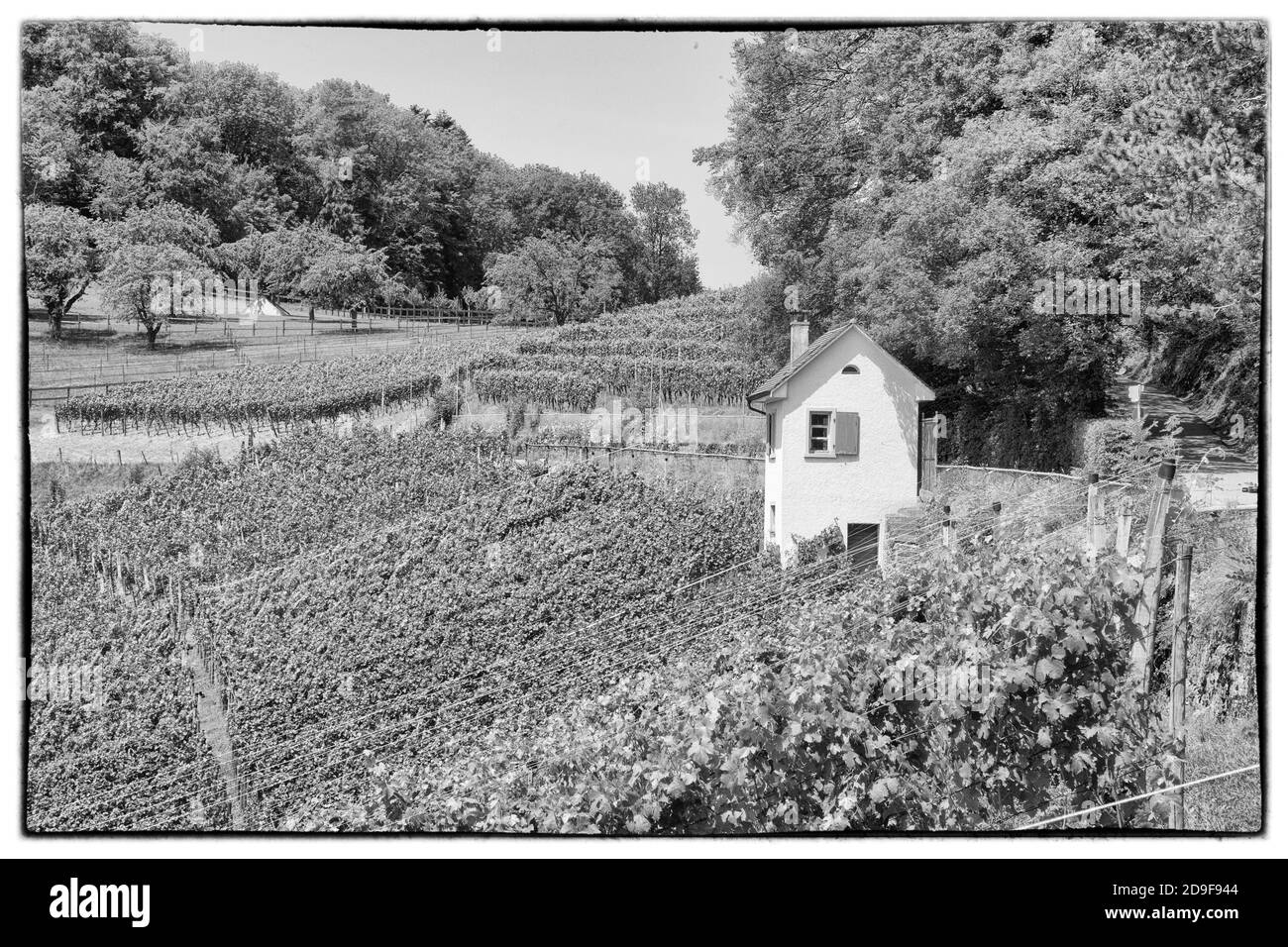 Petit vignoble près de Bâle Banque D'Images