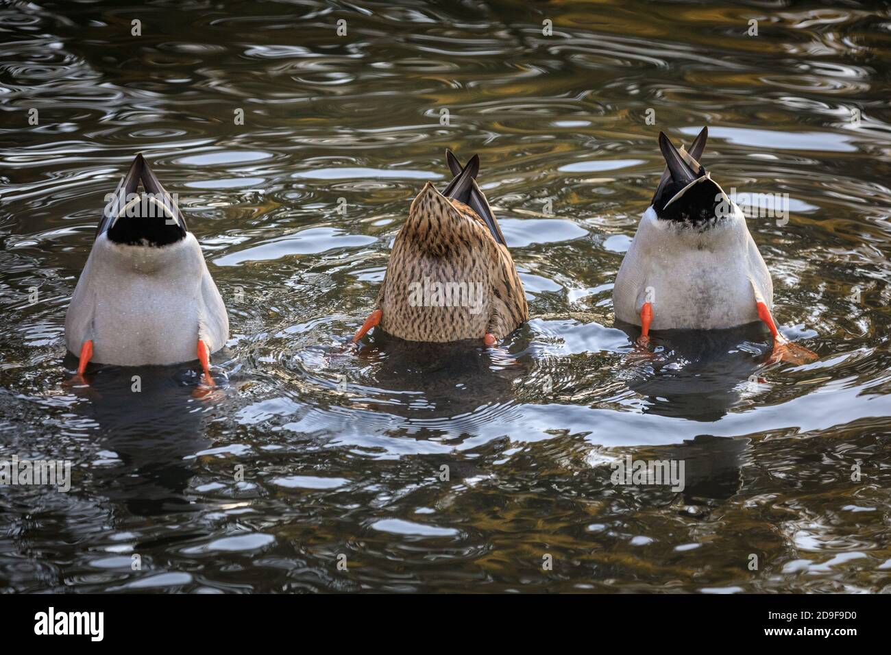 Duelmen, NRW, Allemagne, 05 novembre 2020. Un trio de canards, deux hommes et une femme (au milieu), semblent montrer peu d'intérêt pour les élections américaines ou les autres nouvelles du monde d'aujourd'hui, et à la place, adopter une approche « bas vers le haut », avec un peu de plongée synchronisée pour rechercher de la nourriture dans un étang. Credit: Imagetraceur/Alamy Live News Banque D'Images Duelmen, NRW, Allemagne, 05 novembre 2020. Un trio de canards, deux hommes et une femme (au milieu), semblent montrer peu d'intérêt pour les élections américaines ou les autres nouvelles du monde d'aujourd'hui, et à la place, adopter une approche « bas vers le haut », avec un peu de plongée synchronisée pour rechercher de la nourriture dans un étang. Credit: Imagetraceur/Alamy Live News Banque D'Images