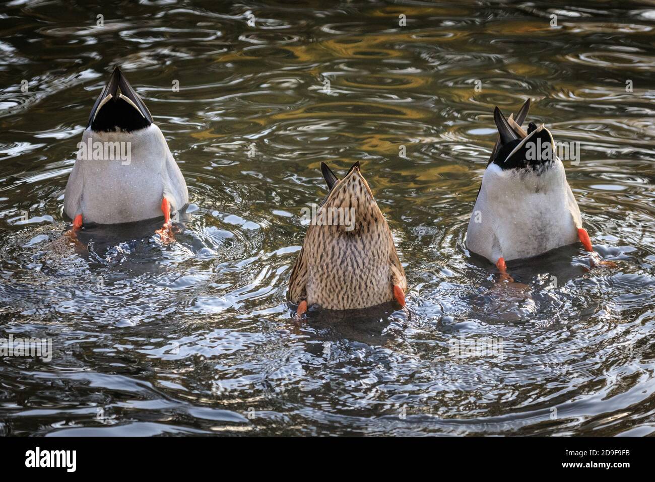Duelmen, NRW, Allemagne, 05 novembre 2020. Un trio de canards, deux hommes et une femme (au milieu), semblent montrer peu d'intérêt pour les élections américaines ou les autres nouvelles du monde d'aujourd'hui, et à la place, adopter une approche « bas vers le haut », avec un peu de plongée synchronisée pour rechercher de la nourriture dans un étang. Credit: Imagetraceur/Alamy Live News Banque D'Images Duelmen, NRW, Allemagne, 05 novembre 2020. Un trio de canards, deux hommes et une femme (au milieu), semblent montrer peu d'intérêt pour les élections américaines ou les autres nouvelles du monde d'aujourd'hui, et à la place, adopter une approche « bas vers le haut », avec un peu de plongée synchronisée pour rechercher de la nourriture dans un étang. Credit: Imagetraceur/Alamy Live News Banque D'Images