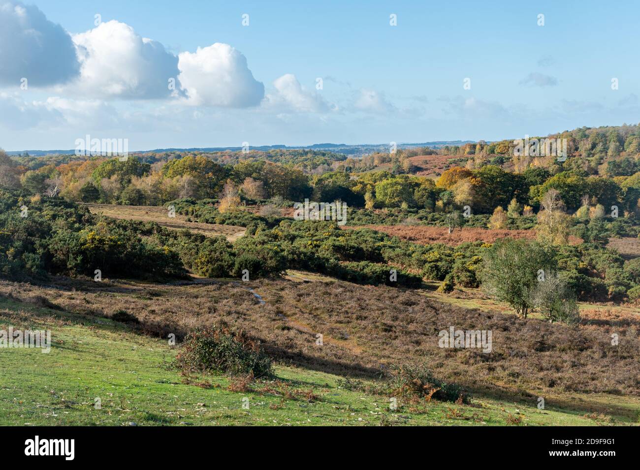 Paysage de la lande ou paysage dans le parc national de New Forest, Hampshire, Angleterre, Royaume-Uni Banque D'Images