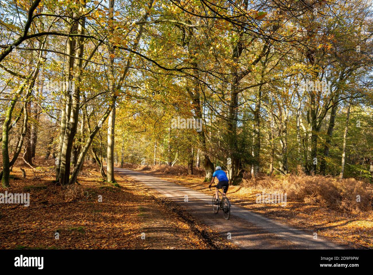 Cycliste longeant l'arboretum de Bolderwood, promenade ornementale dans le parc national de New Forest à l'automne, Hampshire, Angleterre, Royaume-Uni Banque D'Images