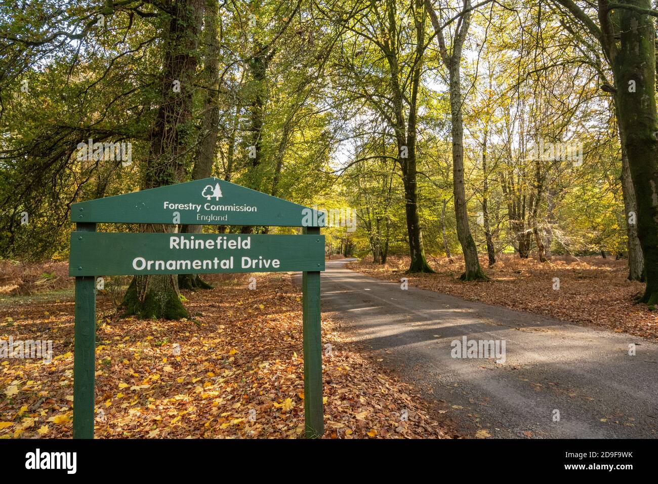 Vue d'automne de Rhinefield ornemental Drive dans le parc national de New Forest, Hampshire, Angleterre, Royaume-Uni Banque D'Images