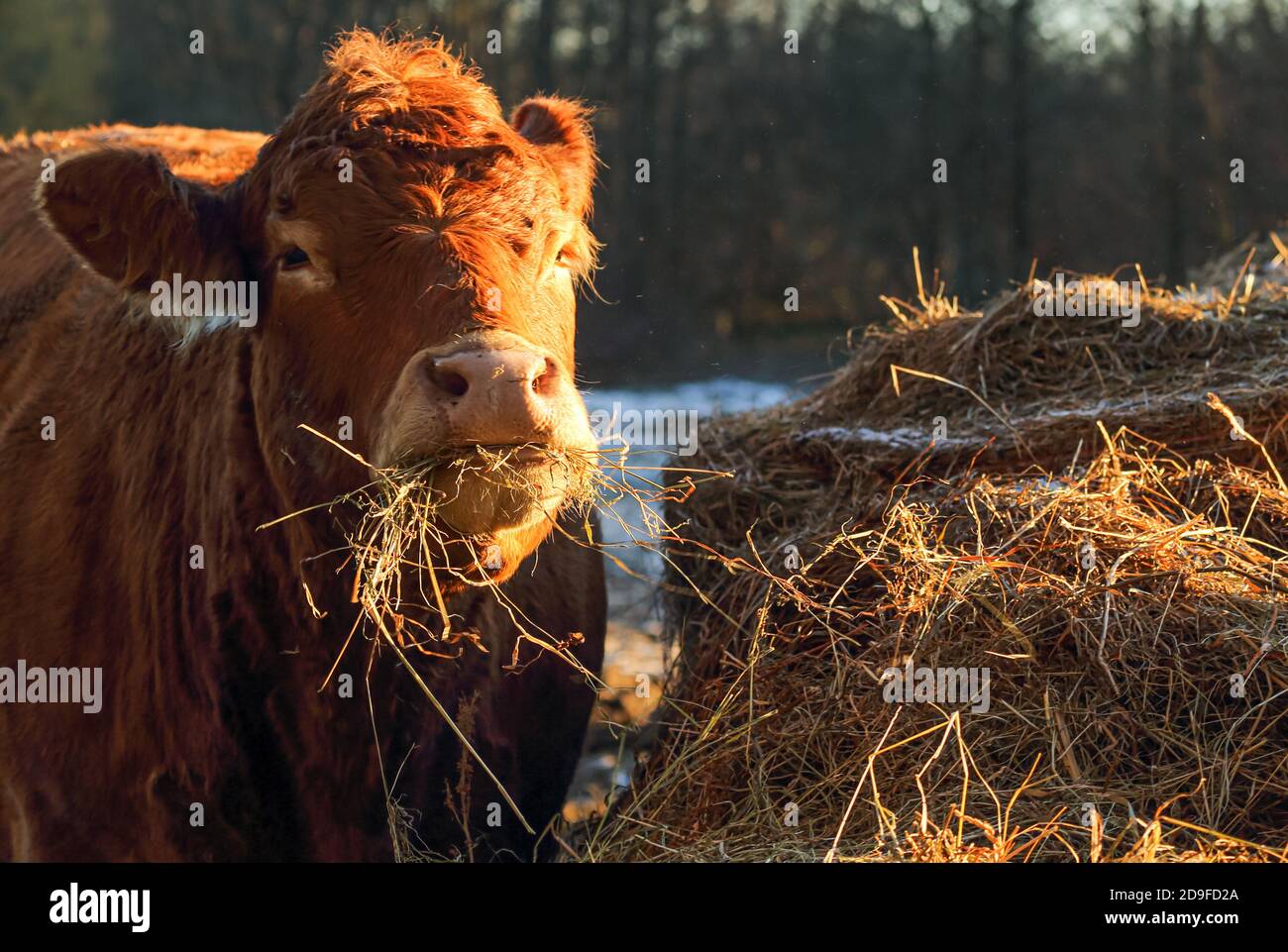 Un portrait de la vache Holstein de couleur rouge. Ensilage, paille ... elle aime manger et, surtout, beaucoup et souvent. Banque D'Images