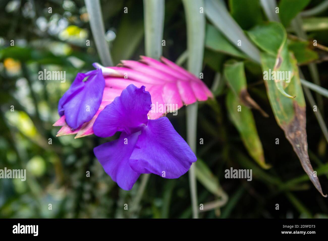 Belle fleur épiphytique Rose Quill Tillandsia Cyanea (Wallisia Cyanea) avec fleur rose et pourpre tête, vue rapprochée. Jardins au bord de la baie. Banque D'Images