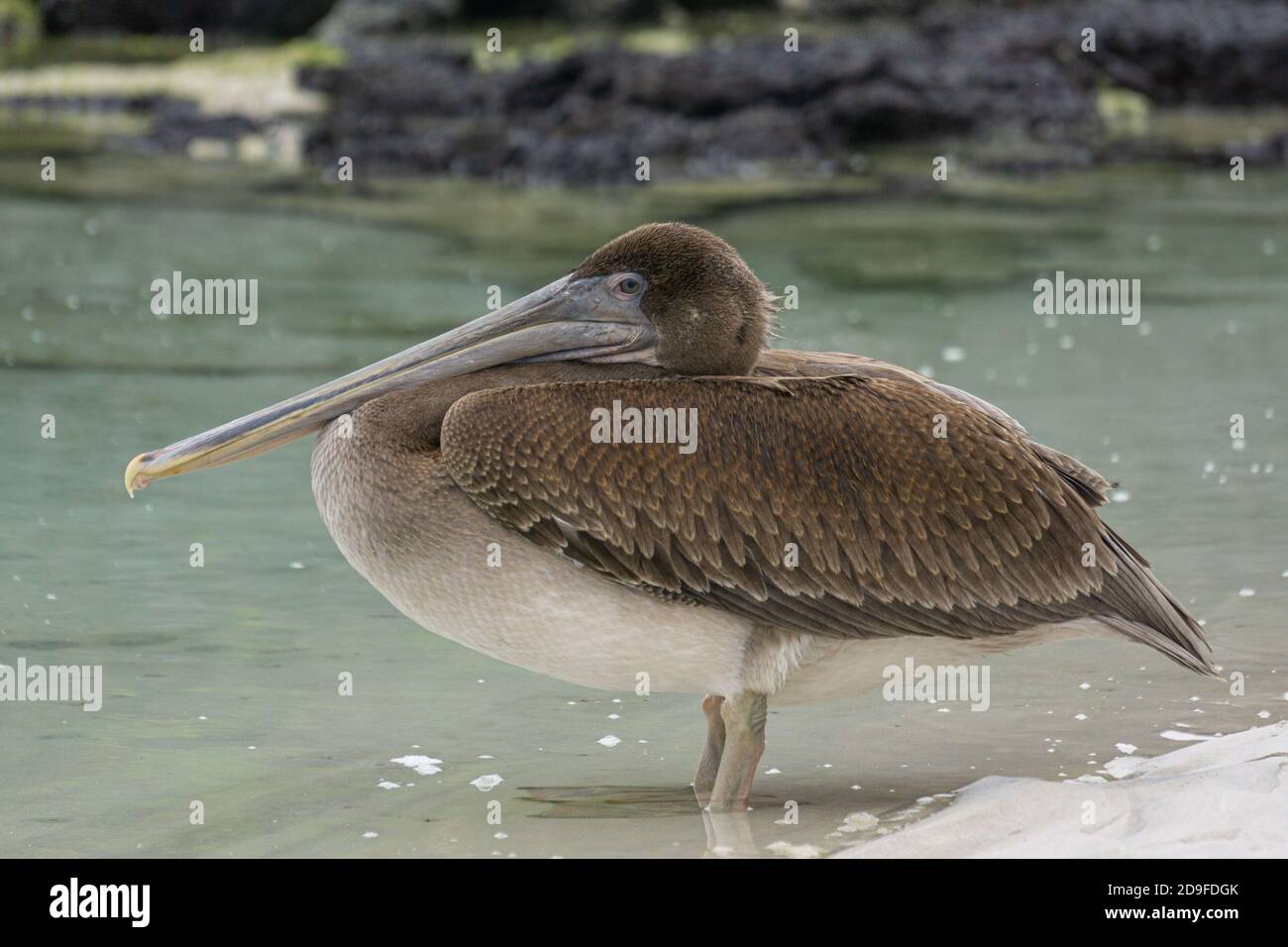 Gros plan d'un oiseau pélican drôle avec un long bec Banque D'Images