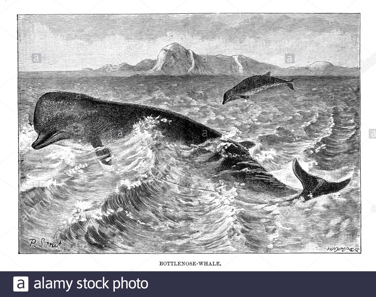 Grande baleine, illustration d'époque de 1894 Banque D'Images