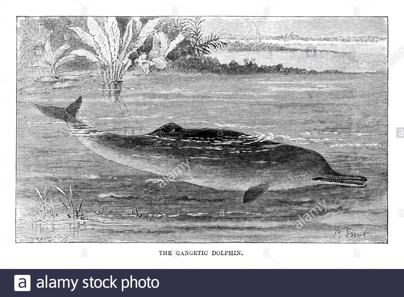 Dauphin Gangetic, illustration ancienne de 1894 Banque D'Images