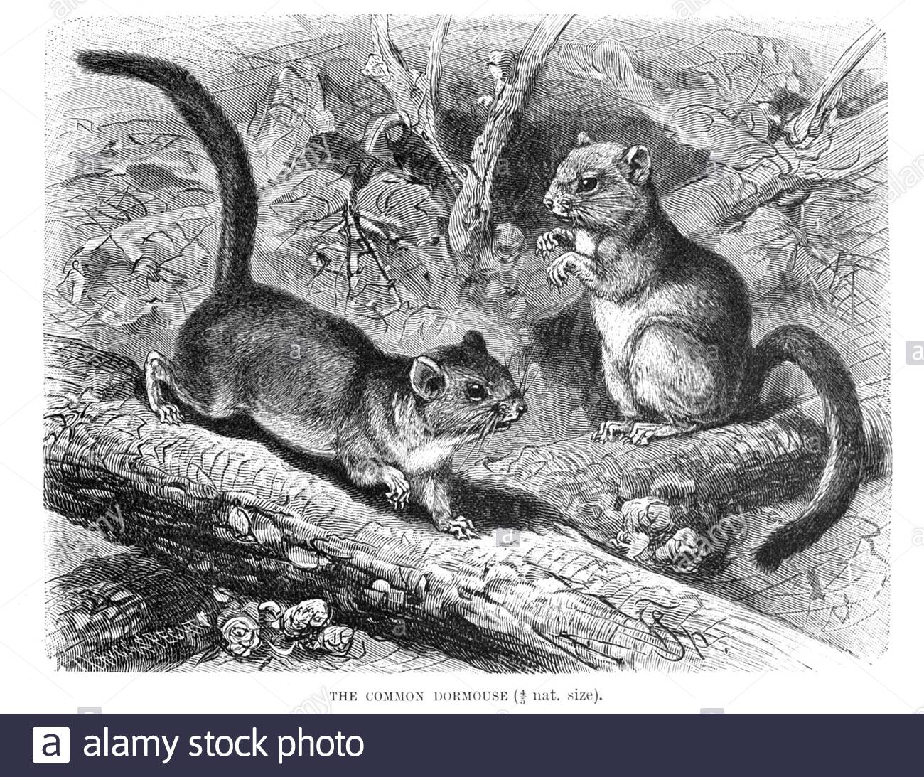Souris dorsale commune, illustration ancienne de 1894 Banque D'Images