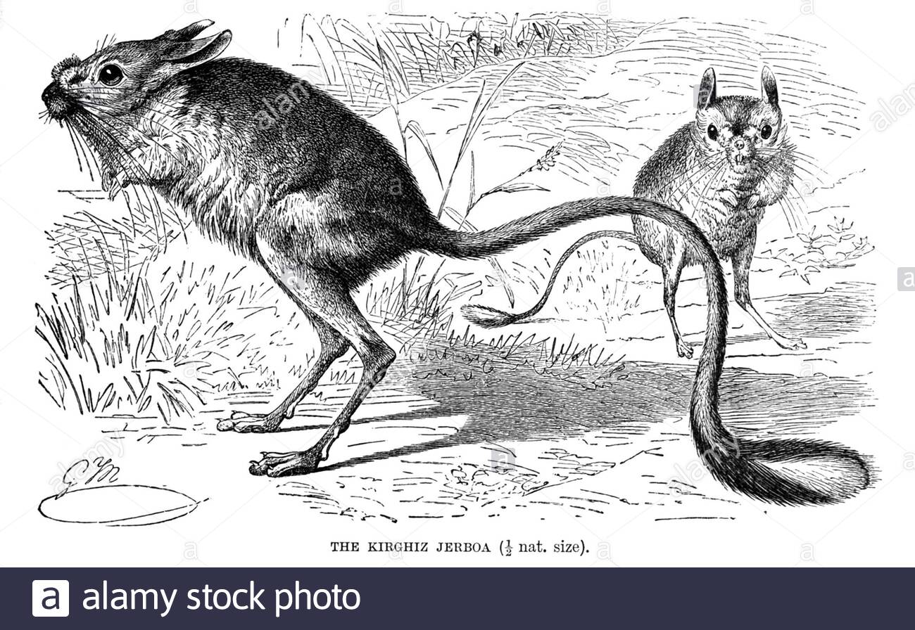 Kirghiz Jerboa, illustration vintage de 1894 Banque D'Images