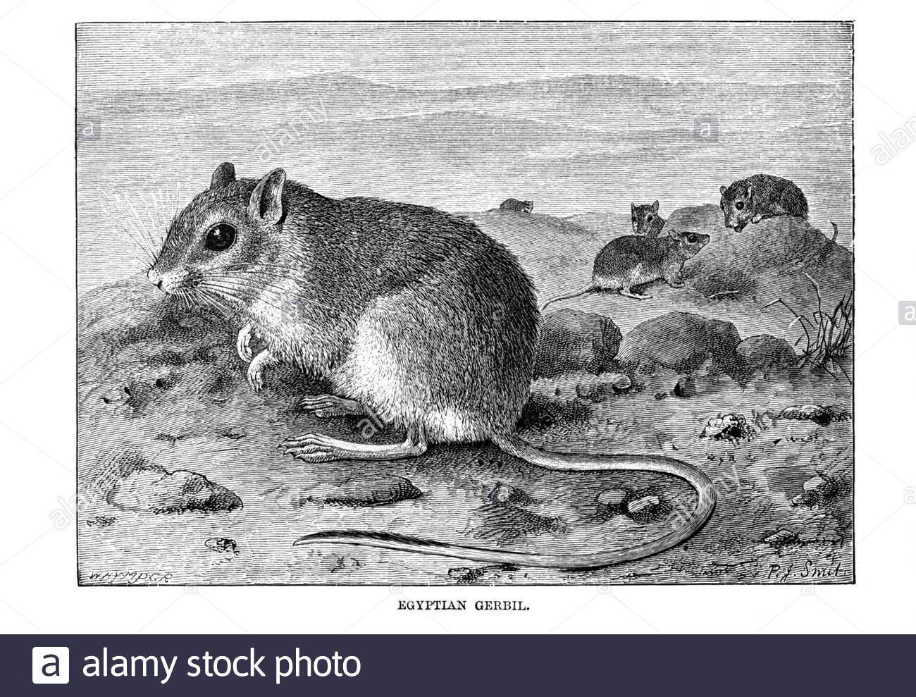 Gerbil égyptien, illustration ancienne de 1894 Banque D'Images