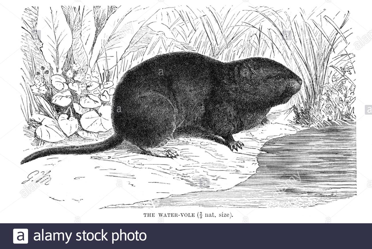 Water Vole, illustration ancienne de 1894 Banque D'Images