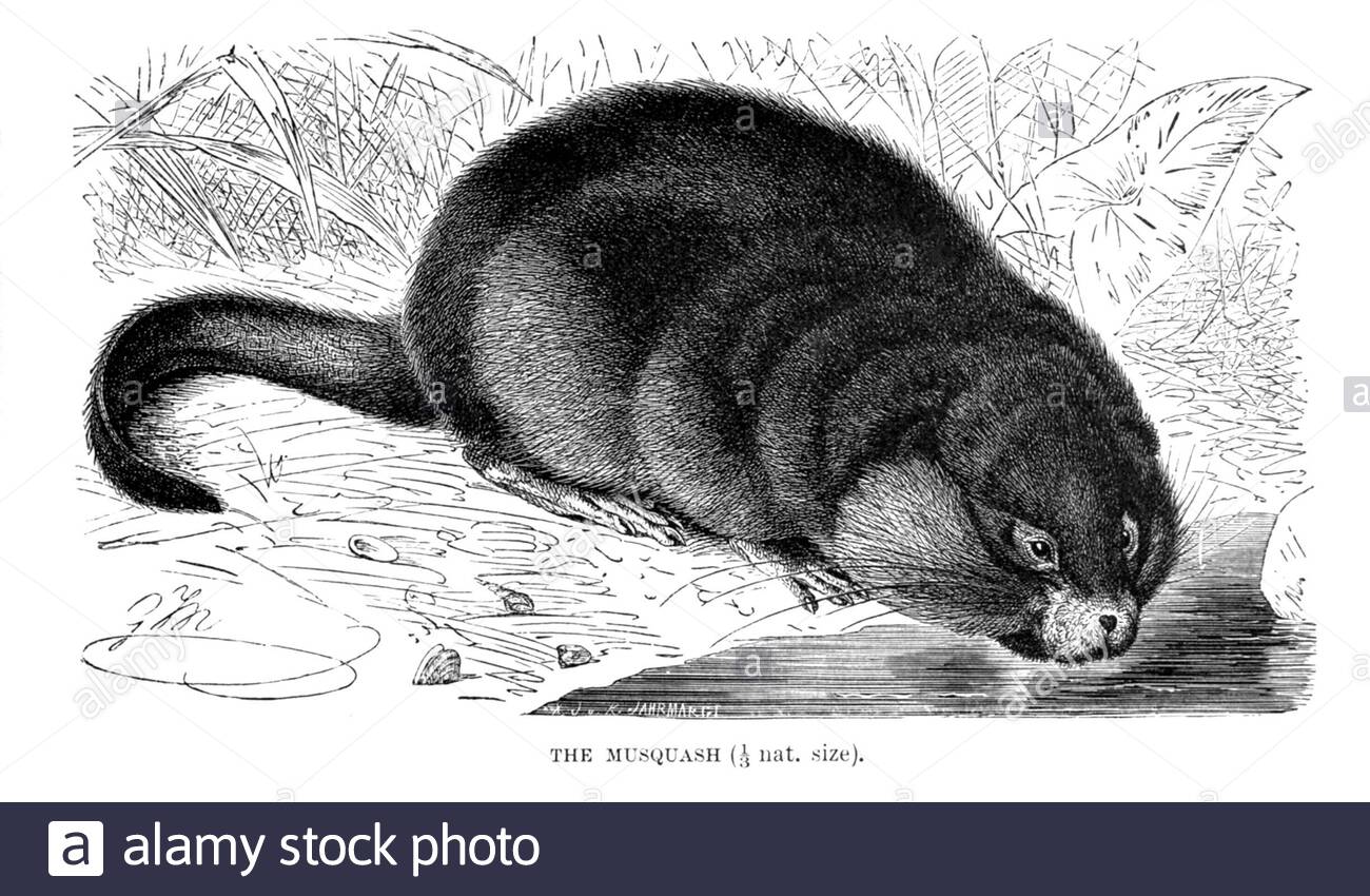 Musquash (Muskrat), illustration ancienne de 1894 Banque D'Images