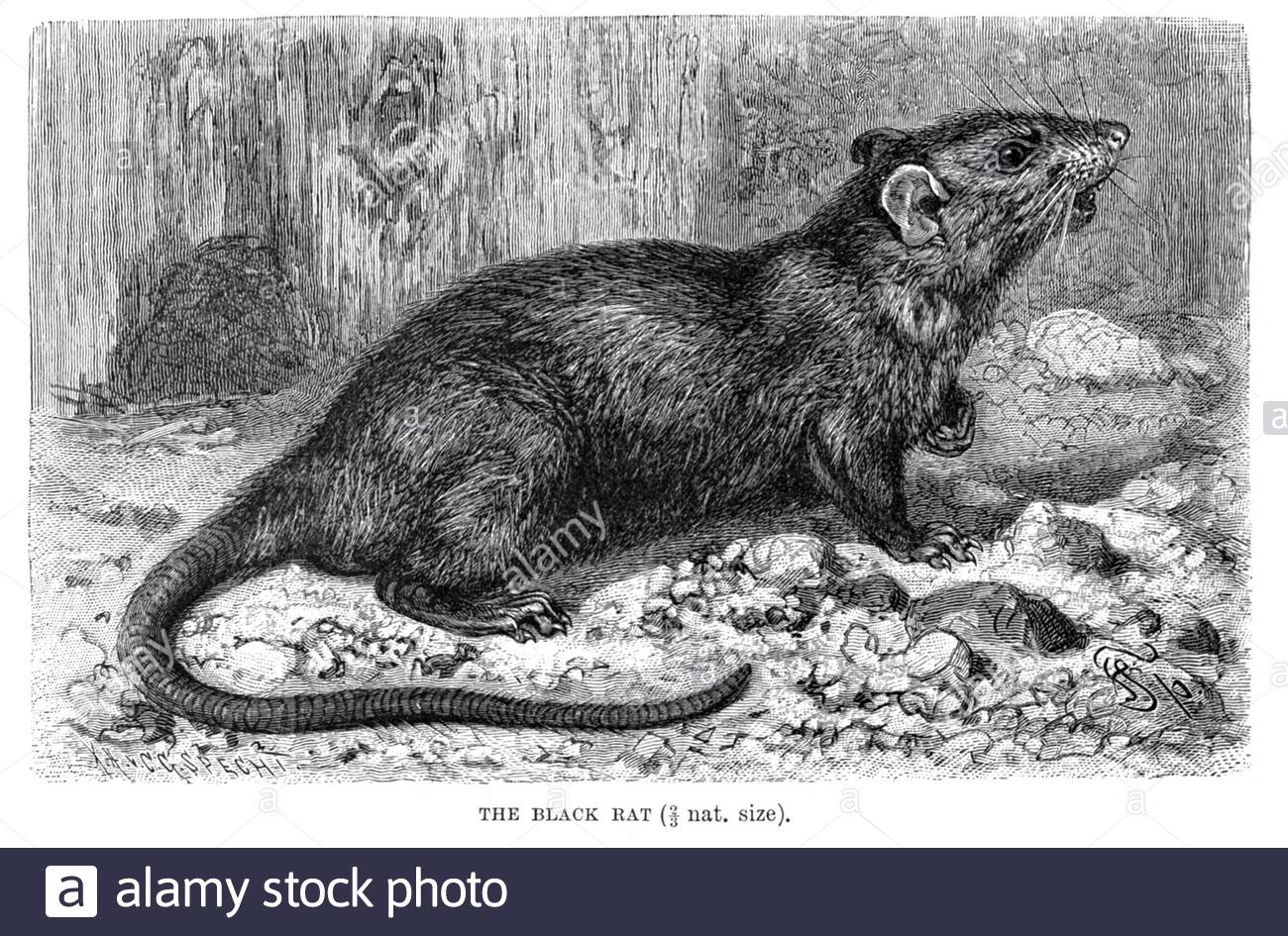 Rat noir, illustration vintage de 1894 Banque D'Images