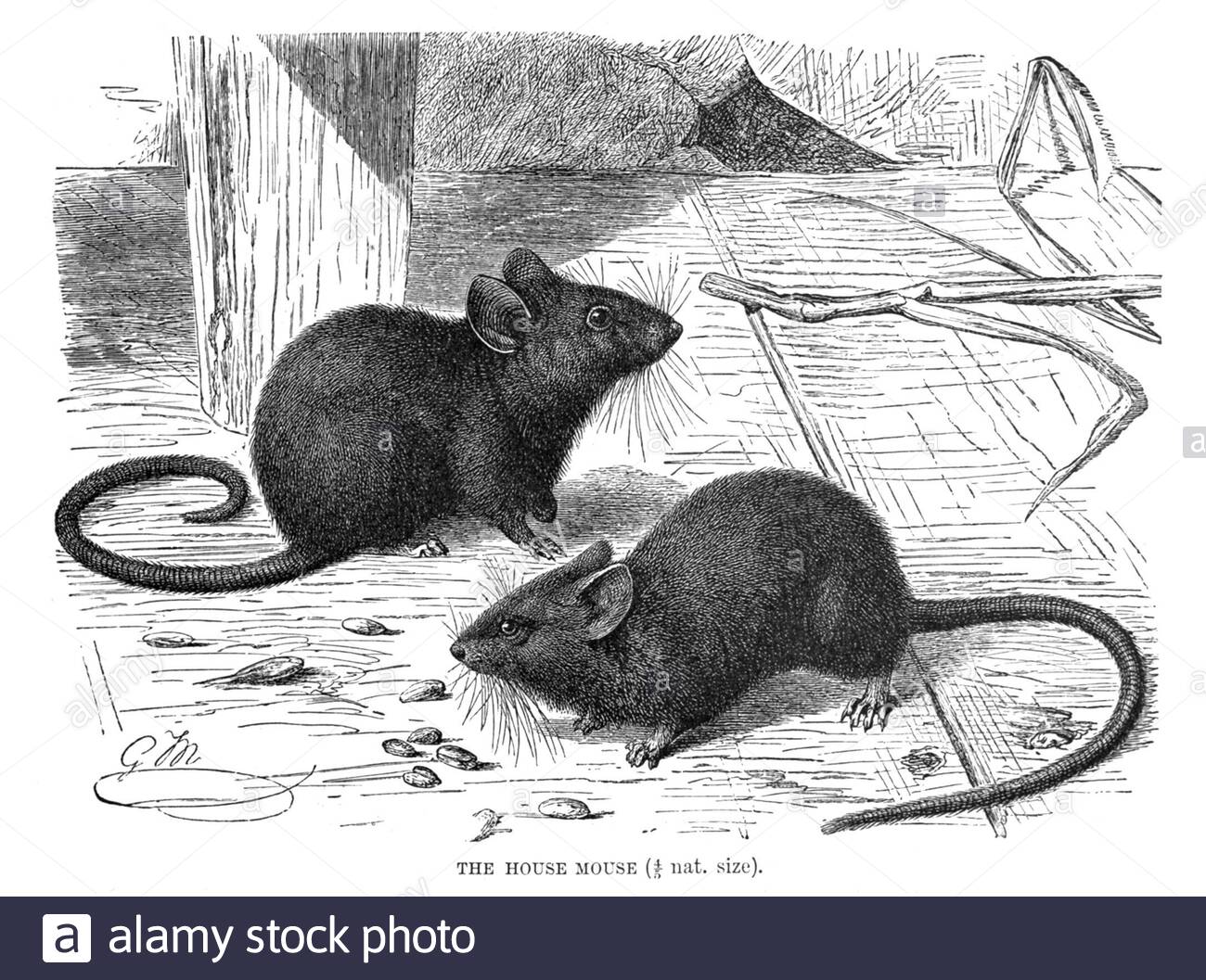 Souris maison, illustration ancienne de 1894 Banque D'Images
