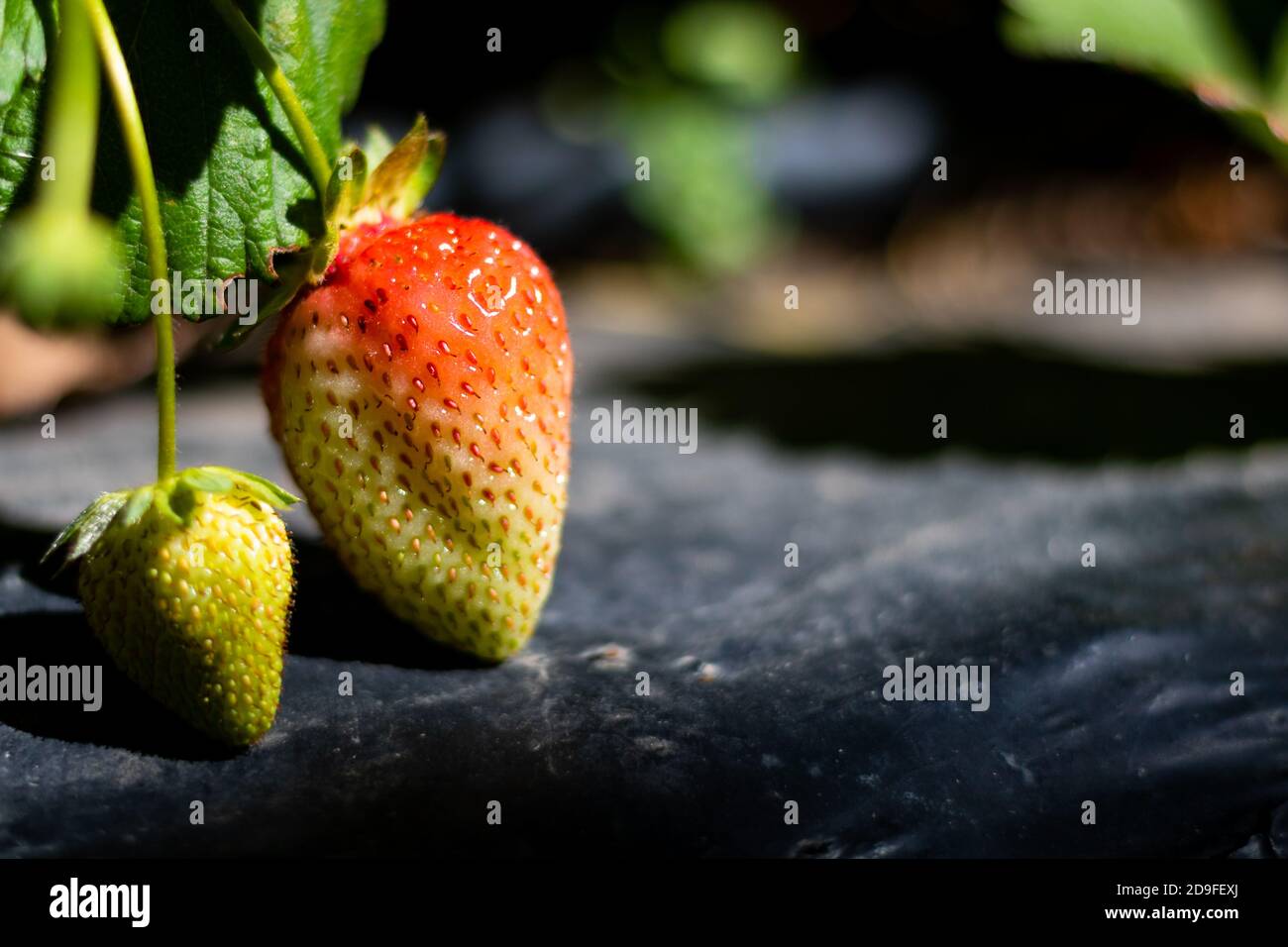 Fraises crues sur la branche. Paillis sur le sol. Fraises biologiques. Culture de fraises. Banque D'Images