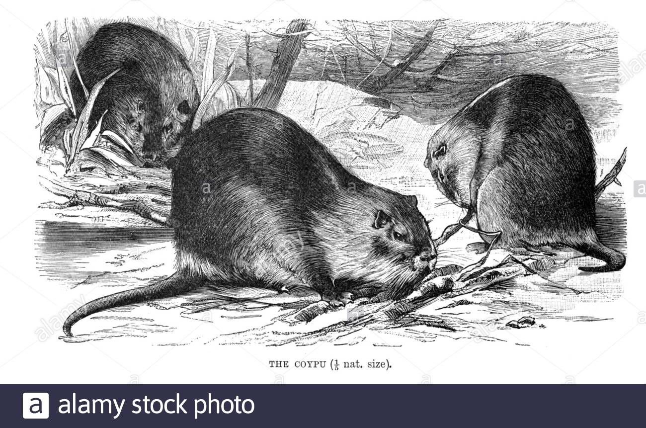 Coypu, illustration ancienne de 1894 Banque D'Images