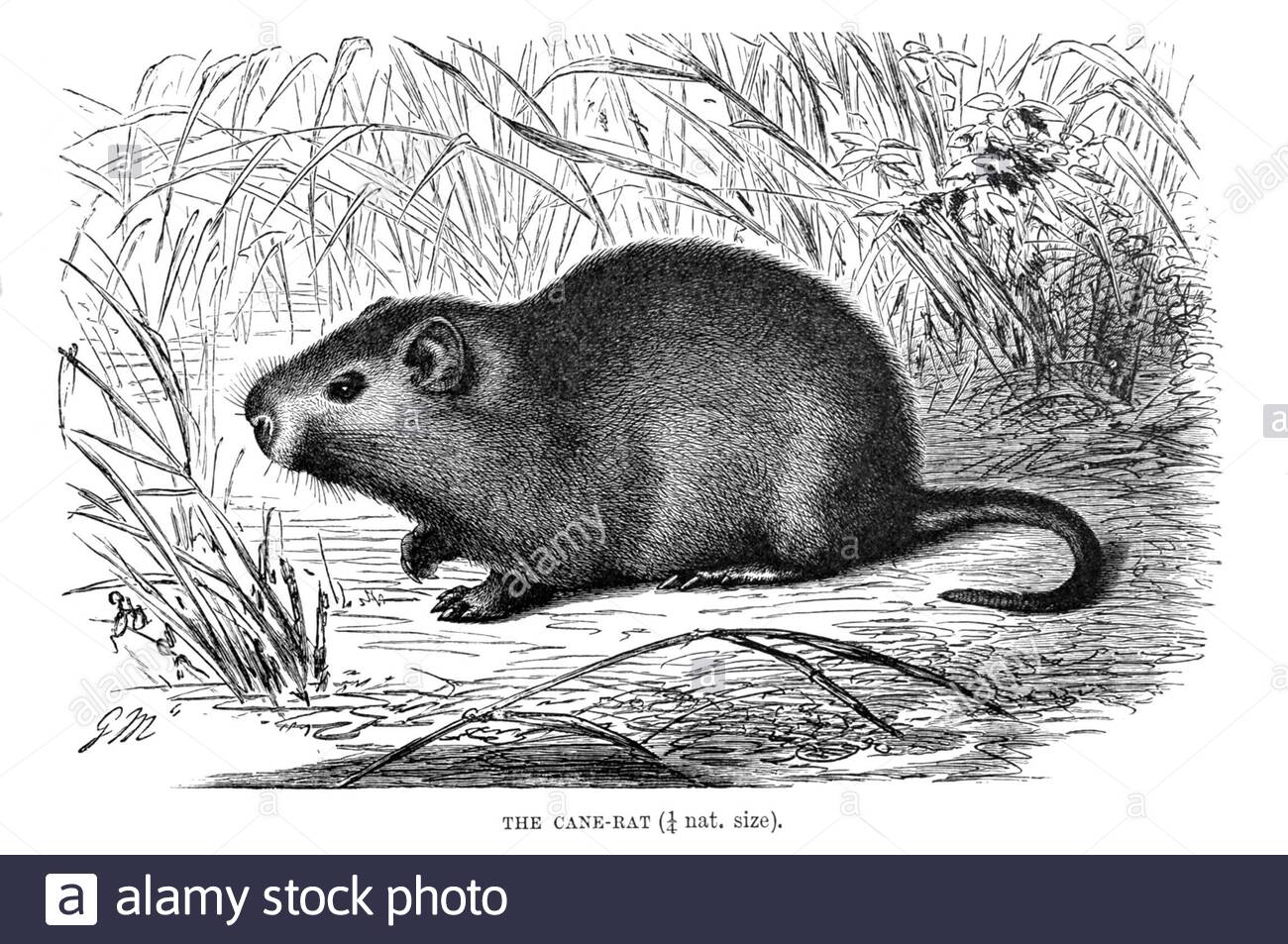 Cane Rat, illustration ancienne de 1894 Banque D'Images