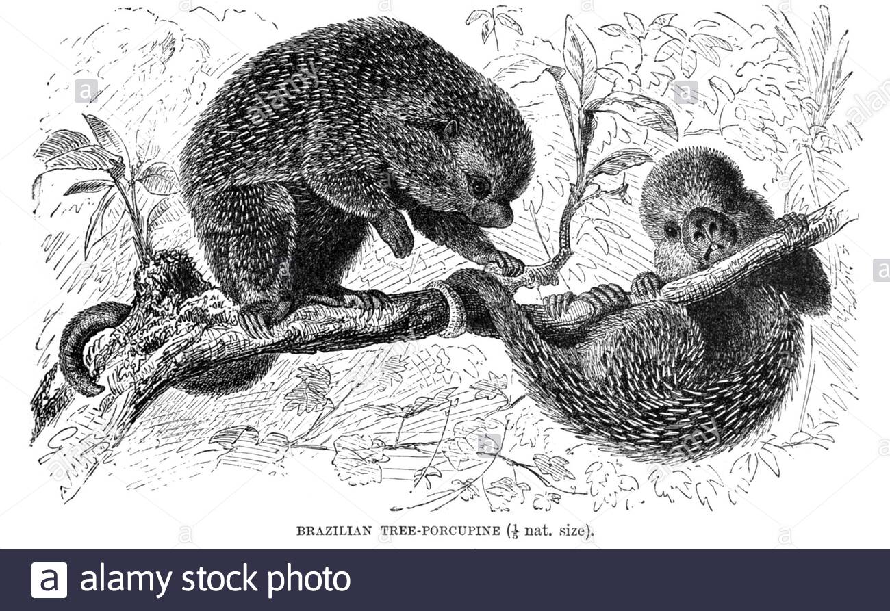 Arbre brésilien Porcupine, illustration ancienne de 1894 Banque D'Images