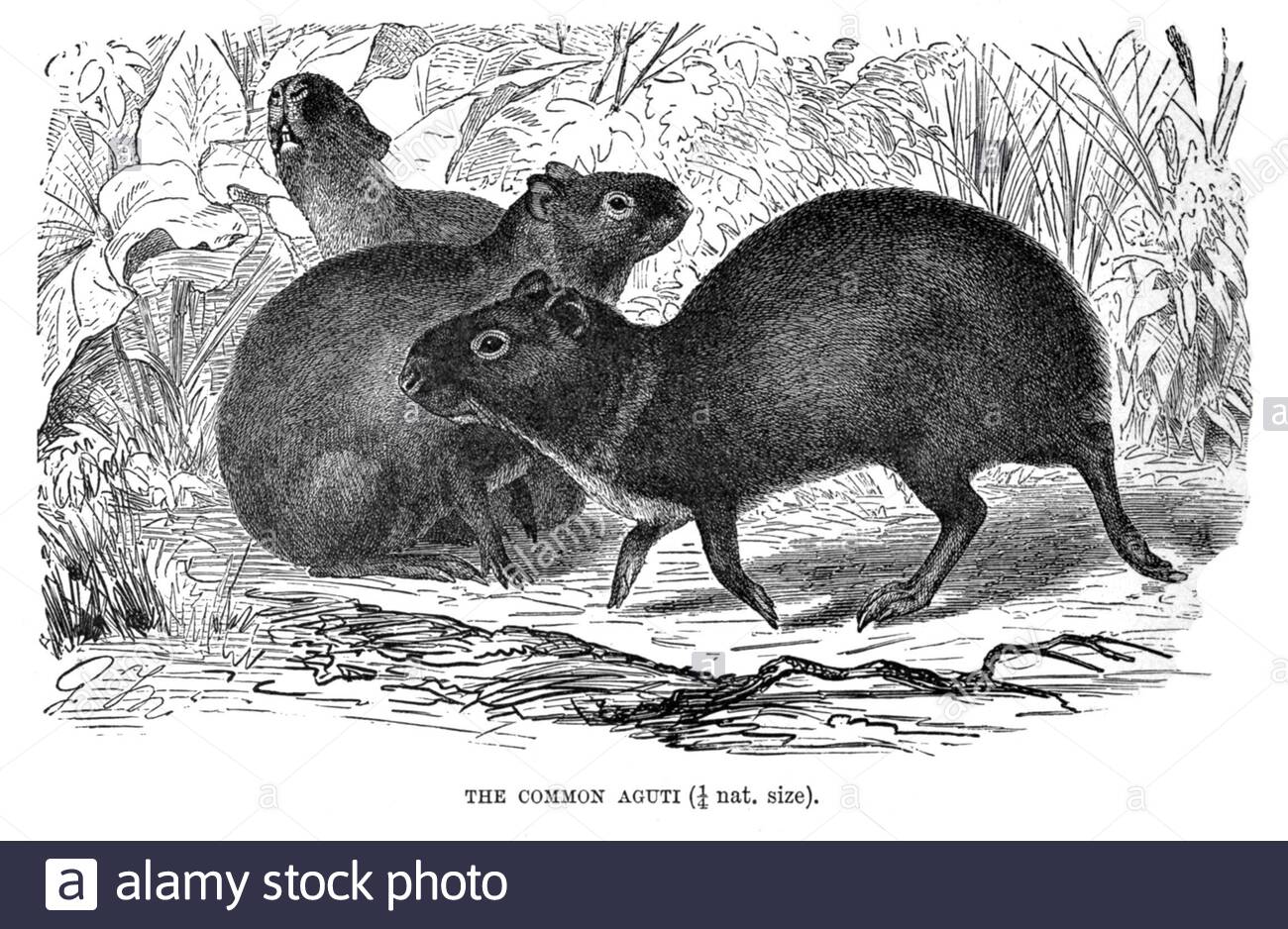Agouti commun, illustration ancienne de 1894 Banque D'Images
