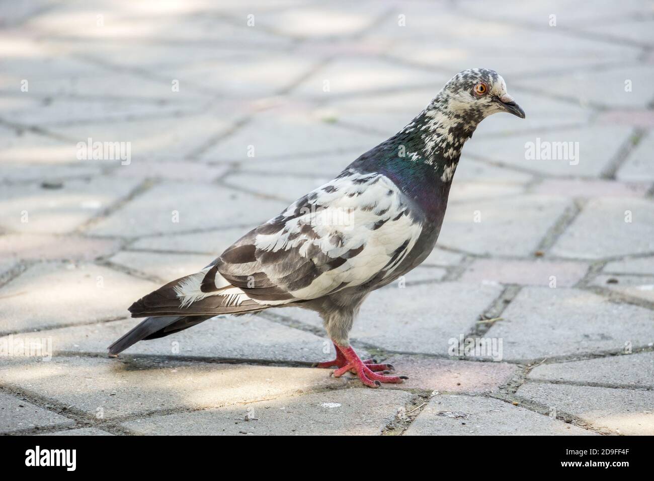 Un Gros Escargot Et Un Grand Pigeon En Allemand
