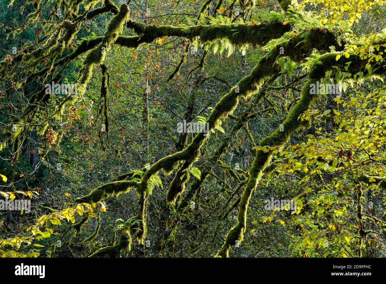 Fougères de réglisse sur l'érable à grand feuilles, parc provincial Goldstream, Langford (Colombie-Britannique), Canada Banque D'Images