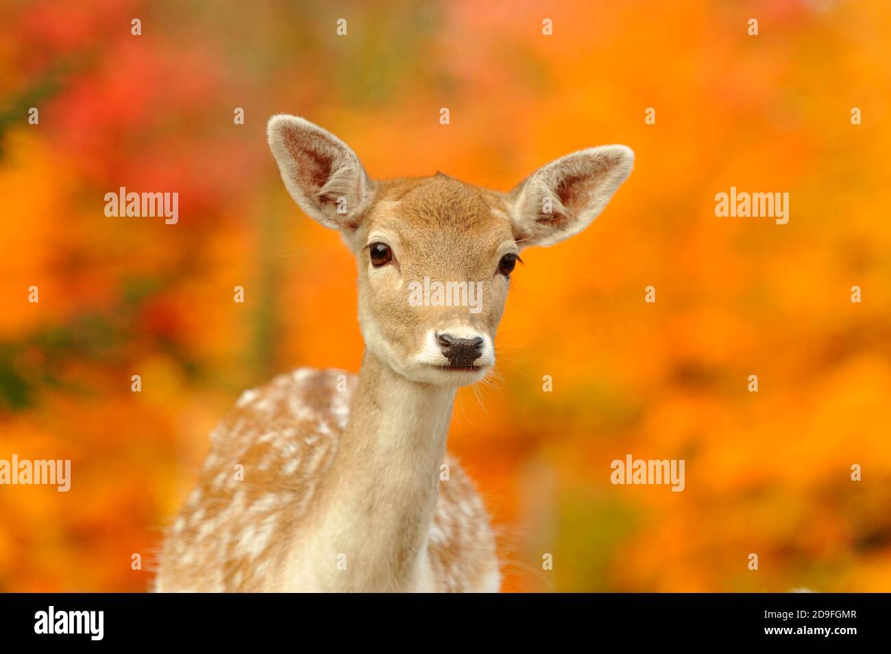 Un portrait d'un cerf de jachère sur un beau soleil jour d'automne Banque D'Images