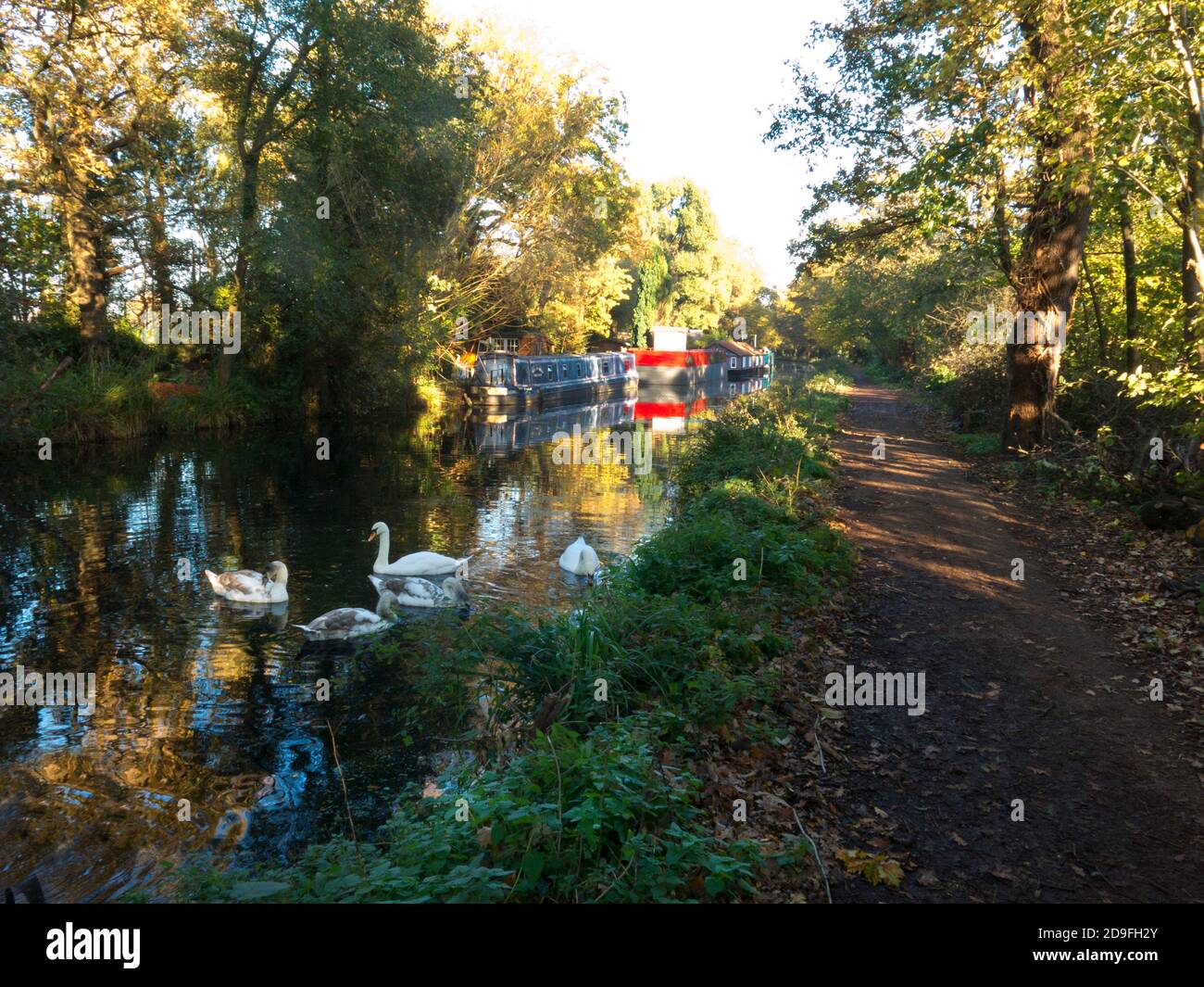 Automne le long du canal Basingtoke à West Byfleet Surrey, Angleterre Banque D'Images