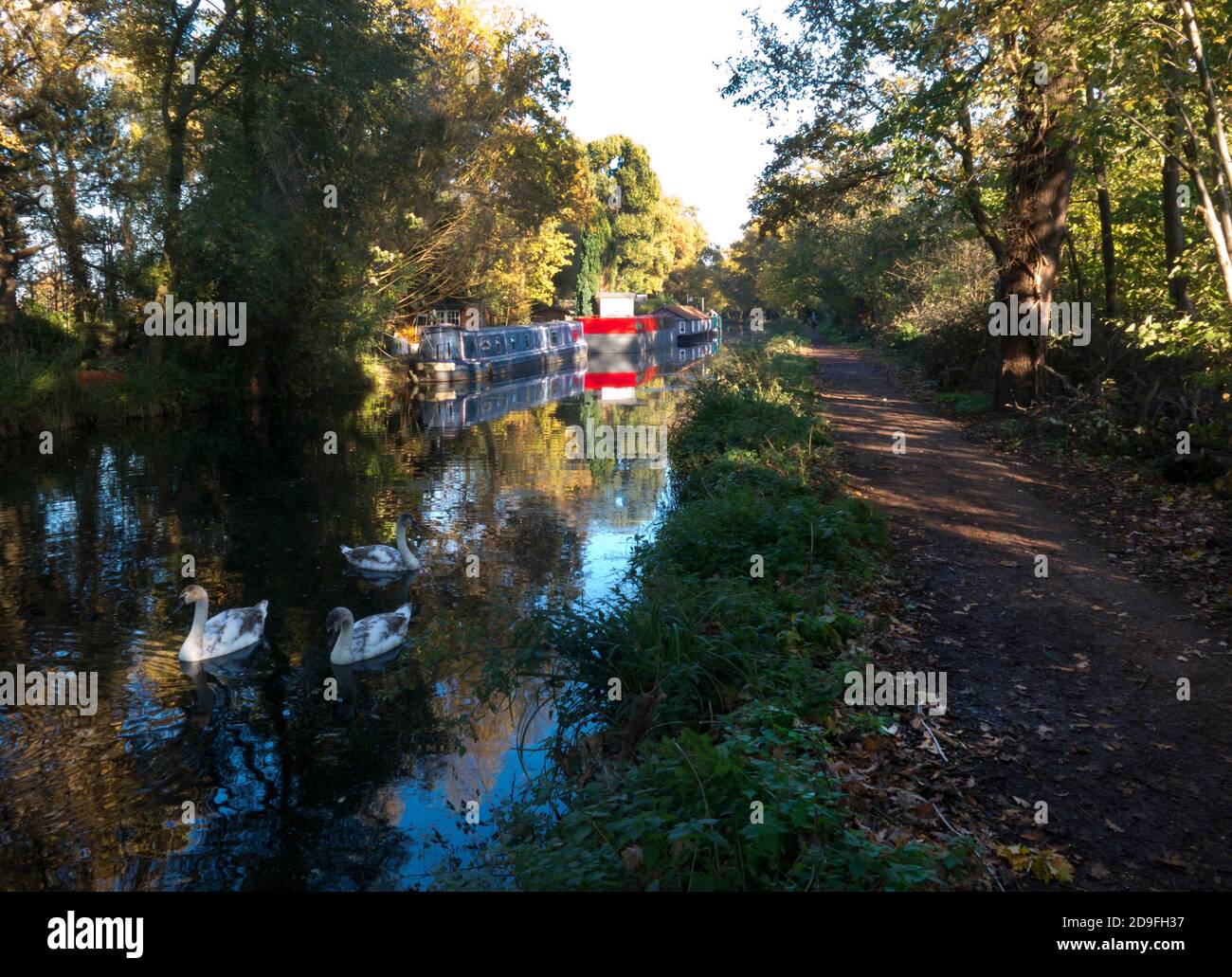 Automne le long du canal Basingtoke à West Byfleet Surrey, Angleterre Banque D'Images