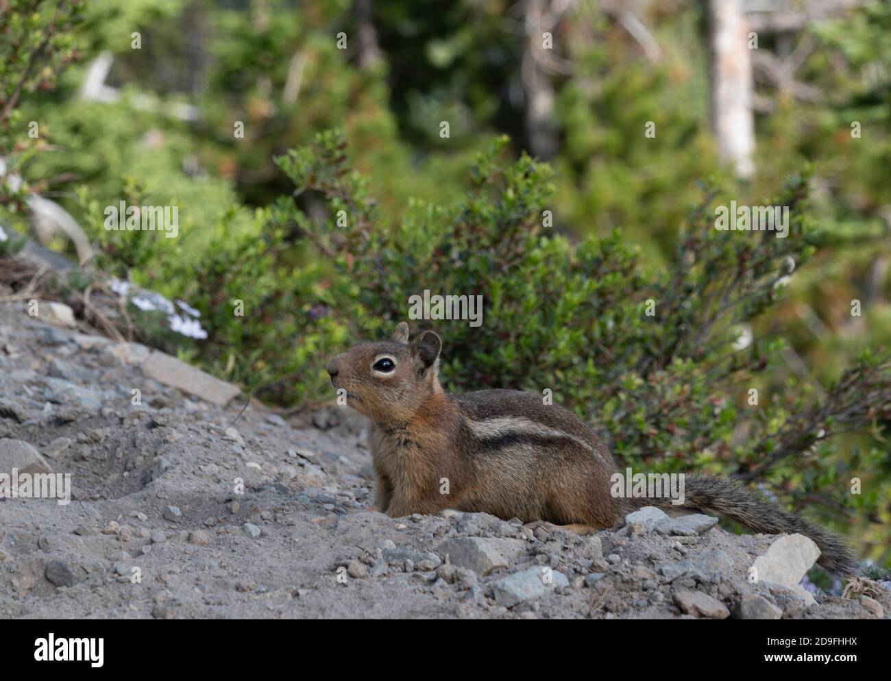 Chipmunk nord-américain dans un cadre naturel Banque D'Images
