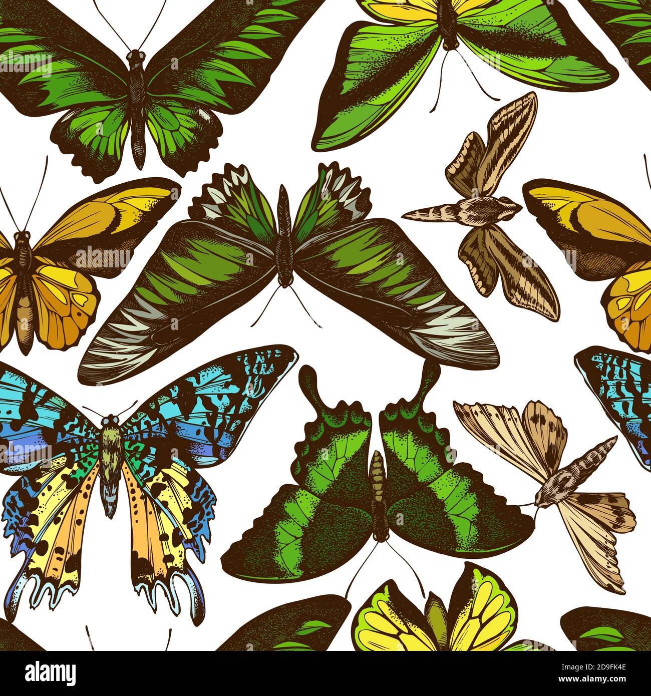 Motif sans couture avec l'aile dorée de wallace dessinée à la main, le papillon ambulanyx, le chasseur à bandes blanches, le crépuscule malgache, l'émeraude Illustration de Vecteur