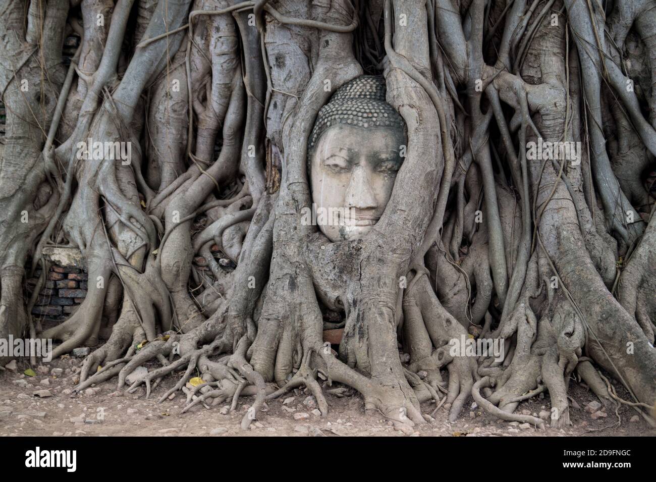 tête de bouddha regardant hors des racines d'un arbre Banque D'Images