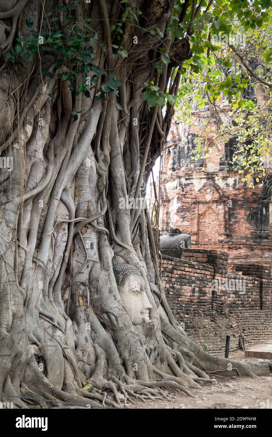 tête de bouddha regardant hors des racines d'un arbre Banque D'Images