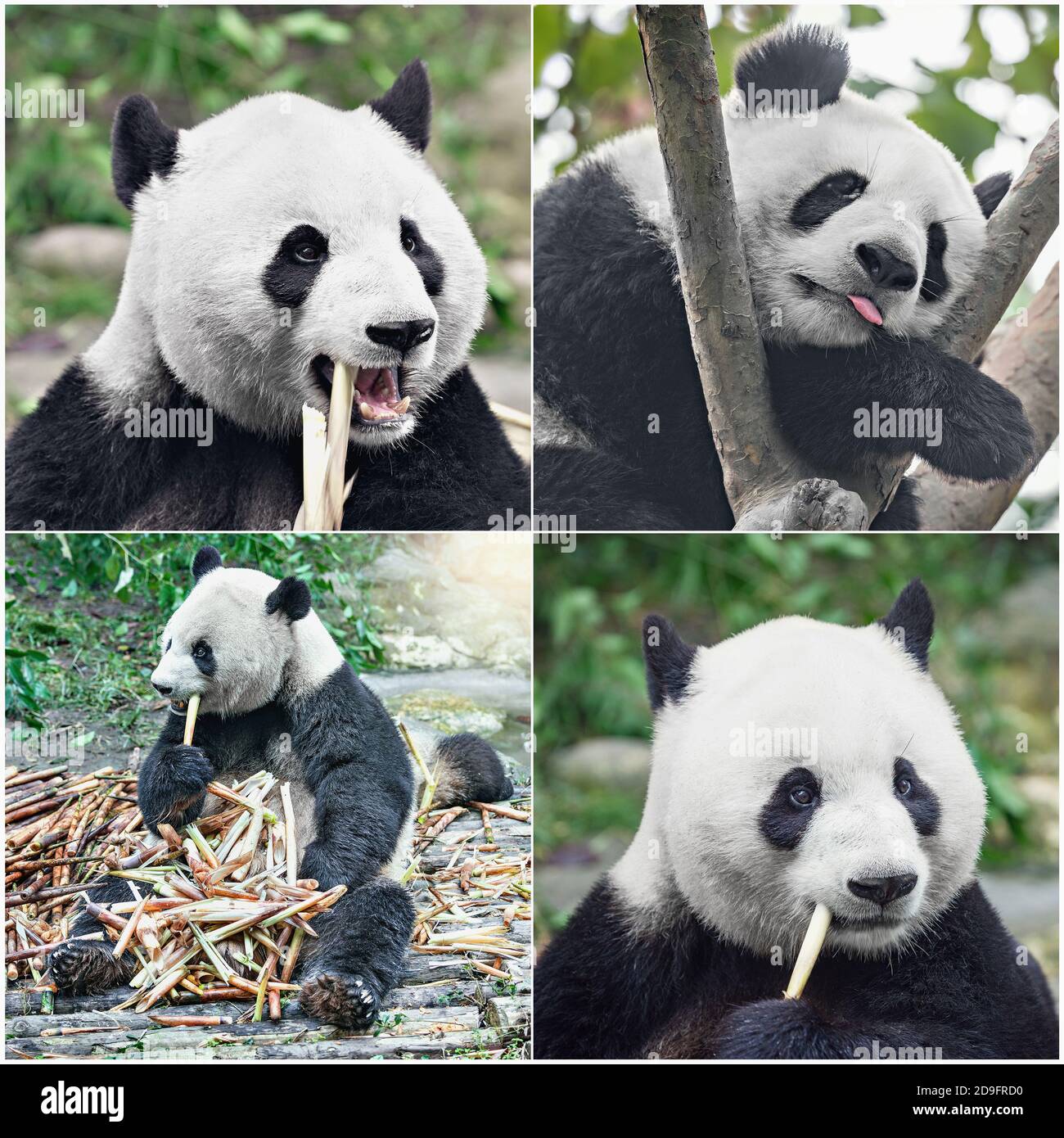 Images de panda géant dort dans la forêt tropicale. Banque D'Images