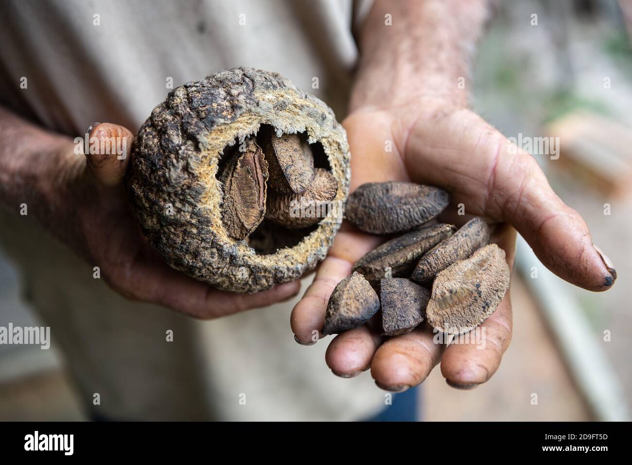 Gros plan de l'homme indigène qui tient main les noix du Brésil, castanha do para, dans la forêt amazonienne. Concept d'environnement, écologie, durable. Banque D'Images