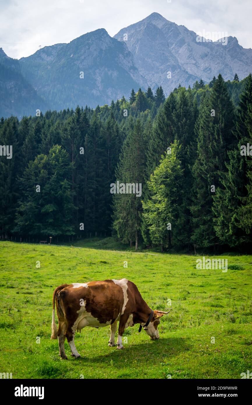 Vache de pâturage dans les montagnes Banque D'Images