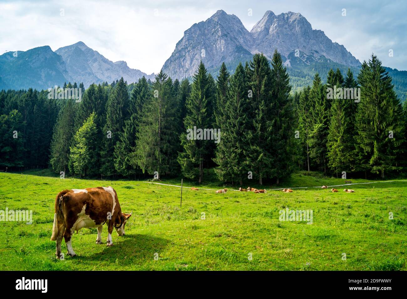 Vache de pâturage dans les montagnes Banque D'Images