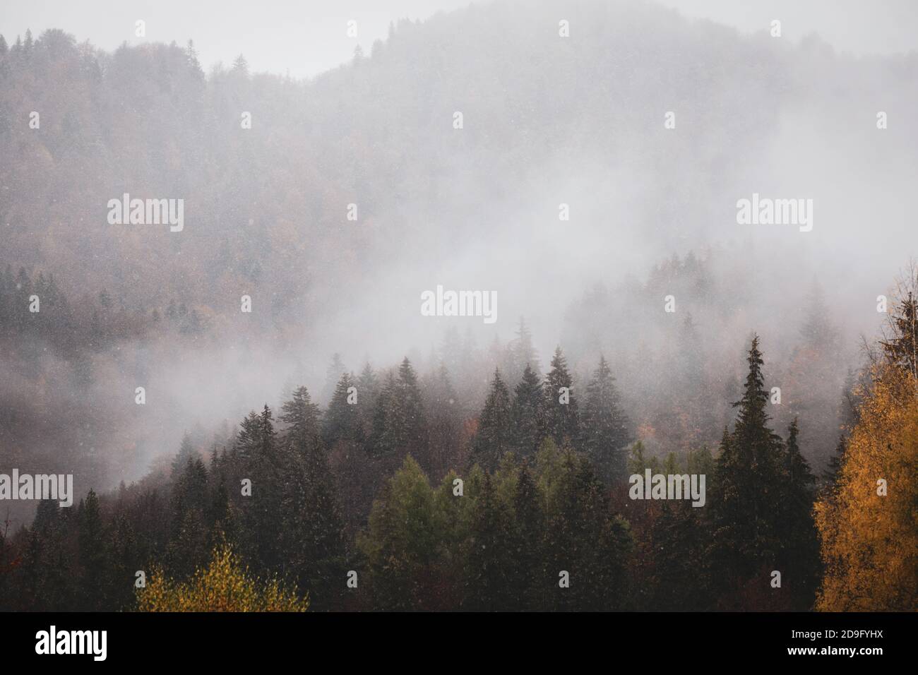 Bruine et grésil au-dessus d'une forêt de cônes dans les montagnes roumaines pendant une journée nuageux de novembre. Banque D'Images