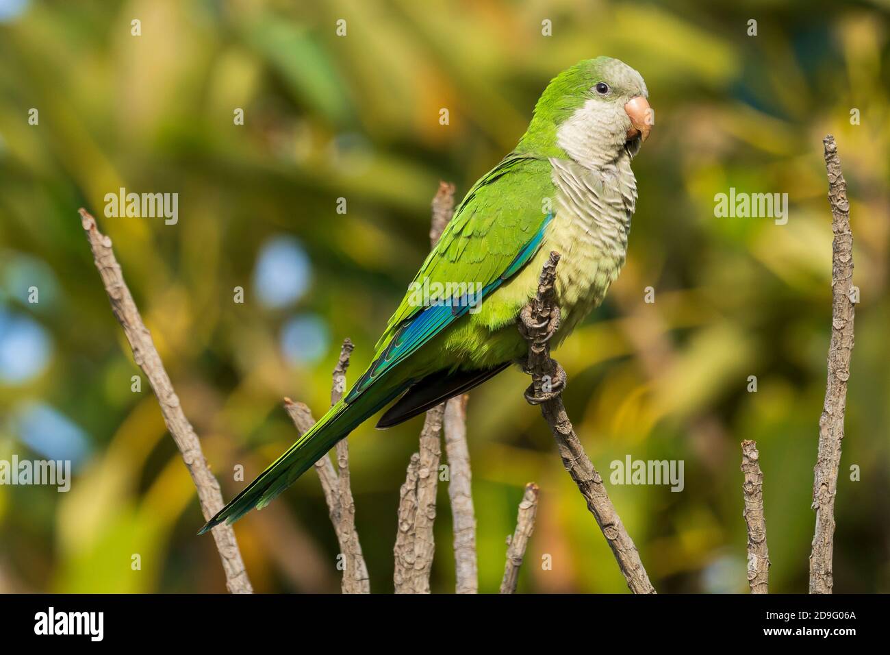 Monk Parakeet Myiopsitta monachus Costa Ballena Cadiz Espagne Banque D'Images