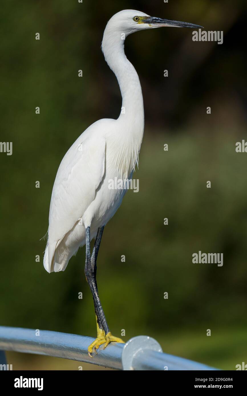 Little Egret Egretta garzetta Costa Ballena Cadiz Espagne Banque D'Images