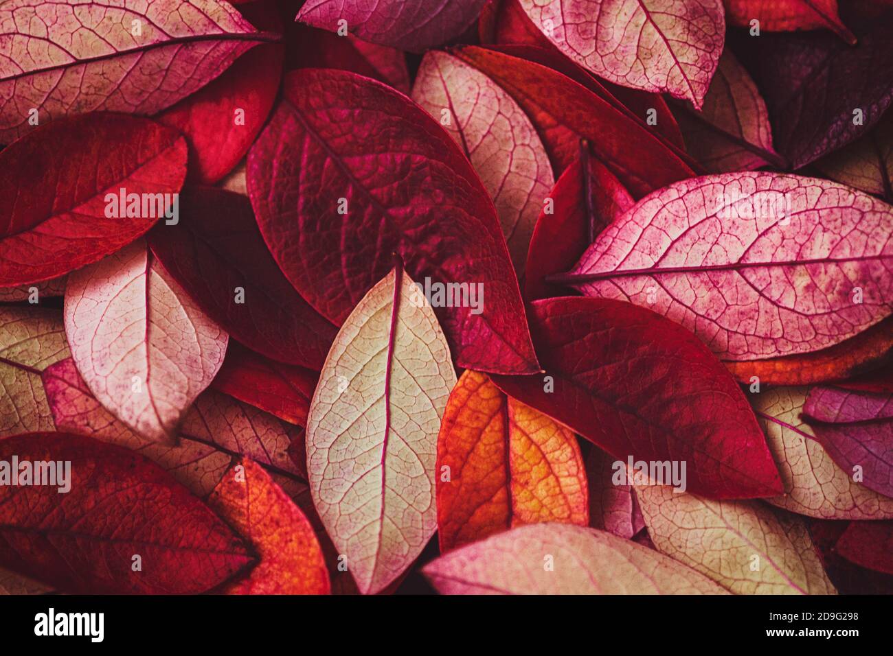 vin rouge feuilles d'automne texture, automne nature fond Banque D'Images