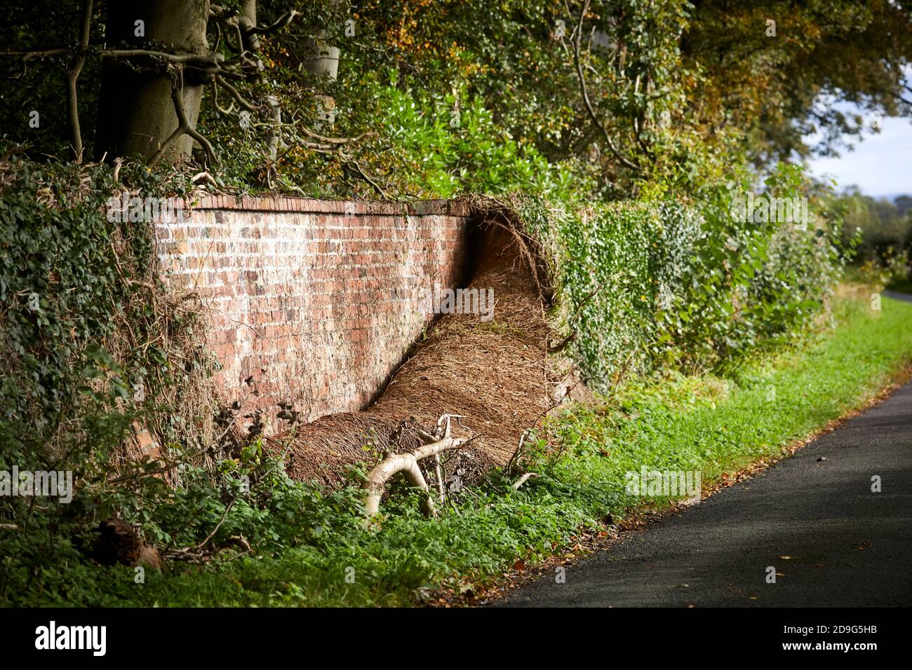 Un mur recouvert d'un tapis si l'ivy pèle loin sous son propre poids Sefton, à Merseyside, Angleterre. Banque D'Images