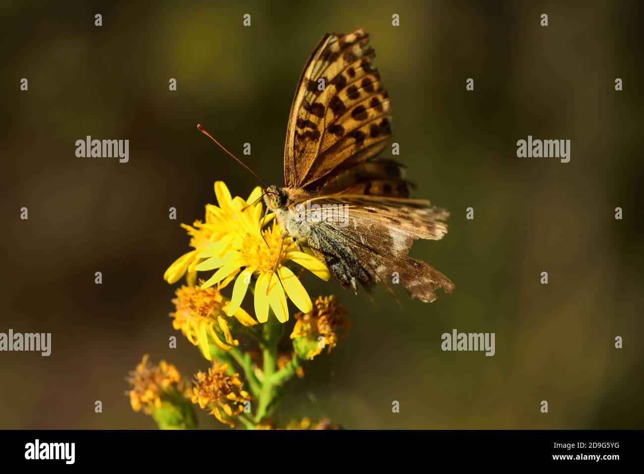 Photo en gros plan du spécimen de papillon isolé Reine d'Espagne fritillaire, posé sur des fleurs sauvages. Banque D'Images